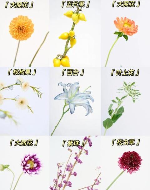 探索小众美名：那些既优雅又富有文化内涵的花名