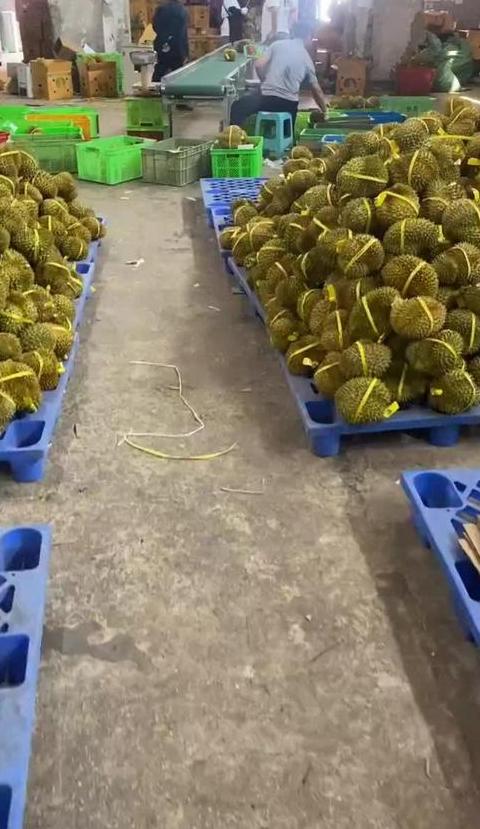 榴莲一手货源采购攻略：多渠道解析与选择