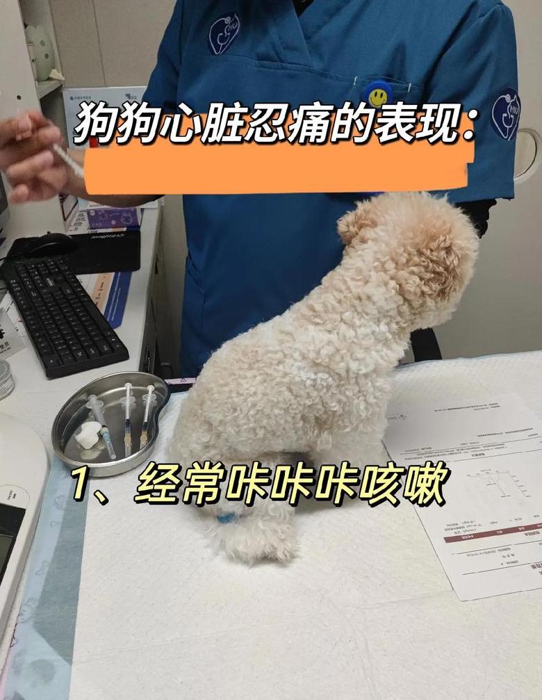 狗一直不动是什么意思