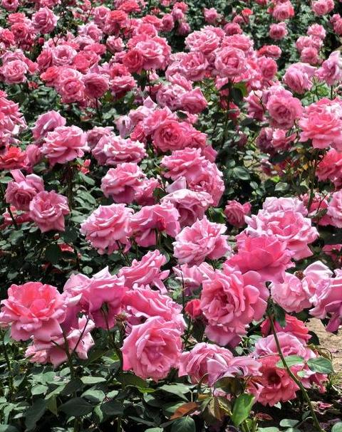 5种小众浪漫花卉盘点：独特美艳，让你的家居焕然一新