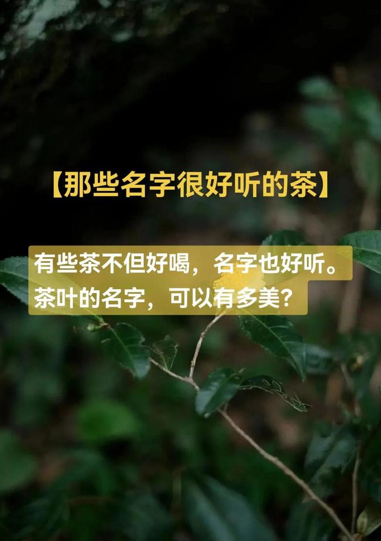 茶姓女孩两字起名推荐：茶舒宁